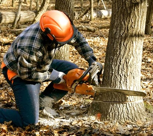 Tree Removal in Hurt, VA